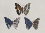 African butterflies described by Walter in Novitates Zoologicae in the 1890s.