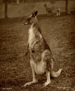 Kangaroo in Tring Park c.1910