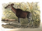 Colour plate of an okapi from Maurice de Rothschild and Henri Neuville's 'Recherches sur l'okapi et les girafes de l'est africain' 1910-1911