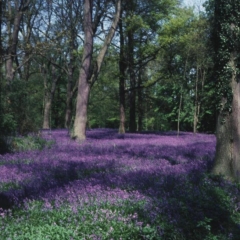 Bluebells at Ashton Wold