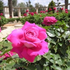 The Rothschild Rose Gardens Ramat Hanadiv Memorial Gardens