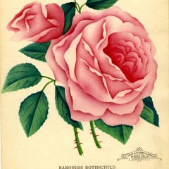 'Baroness Rothschild' rose named after four-year old Beatrice de Rothschild 1868