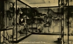 Walter's museum at Tring in the 1920s.
