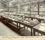 Produce from the Rothschild estate at Aston Clinton at the Ayslesbury Cottagers' Show in 1899.