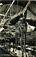 Walter Rothschild's museum of natural history at Tring.