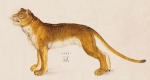 Lion by Albrecht Durer (The Edmond de Rothschild Collection) Musee de Louvre.
