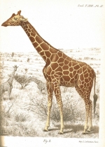 Colour plate image of a giraffe from Maurice de Rothschild and Henri Neuville's 'Recherches sur l'okapi et les girafes de l'est africain' 1910-1911.