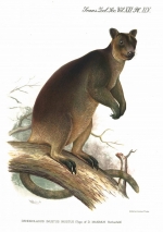 Tree Kangaroo - Dendrolagus Inustus Inustus (Type of D. Maximus Rothschild)