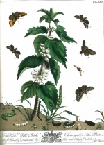 Plate XXII from The Aurelian of Natural History of English Moths and Butterflies by Moses Harris c.1778. Formerly in the library of Walter 2nd Lord Rothschild
