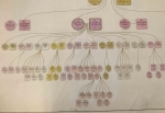 Detail of the Rothschild family pedigree