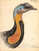 The 'Rothschild' cassowary drawn from life in September 1892 (from Novitates Zoologicae published between 1894 and 1948 and edited by Walter Rothschild)