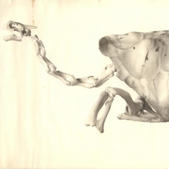 Drawing of a tortoise skeleton by Chloe Lesley Starks who corresponded with Walter.
