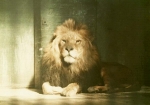 Lion at London Zoo 1910