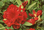 Rhododendron ‘Leo’named after Lionel de Rothschild’s son Leopold (1927-2012).