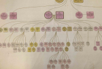 Detail of a Rothschild family pedigree