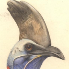 Detail of apainting of Casuarius casuarius sclateri Salvadori.