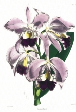 Cattleya Warneri shown at the Royal Botanic Society 1860