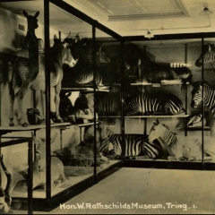 Walter Rothschild's Museum Tring