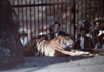 Autochrome by Lionel de Rothschild of a tiger at London Zoo c.1910